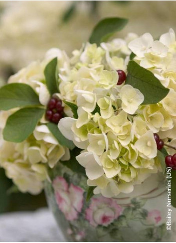 HYDRANGEA macrophylla macrophylla ENDLESS SUMMER ® BUSHING BRIDE cov (Hortensia)