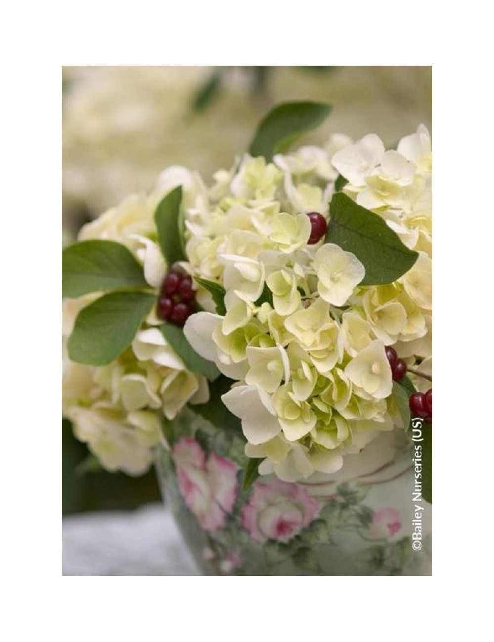 HYDRANGEA macrophylla macrophylla ENDLESS SUMMER ® BUSHING BRIDE cov (Hortensia)