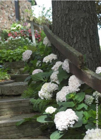 HYDRANGEA macrophylla macrophylla ENDLESS SUMMER ® BUSHING BRIDE cov (Hortensia)1