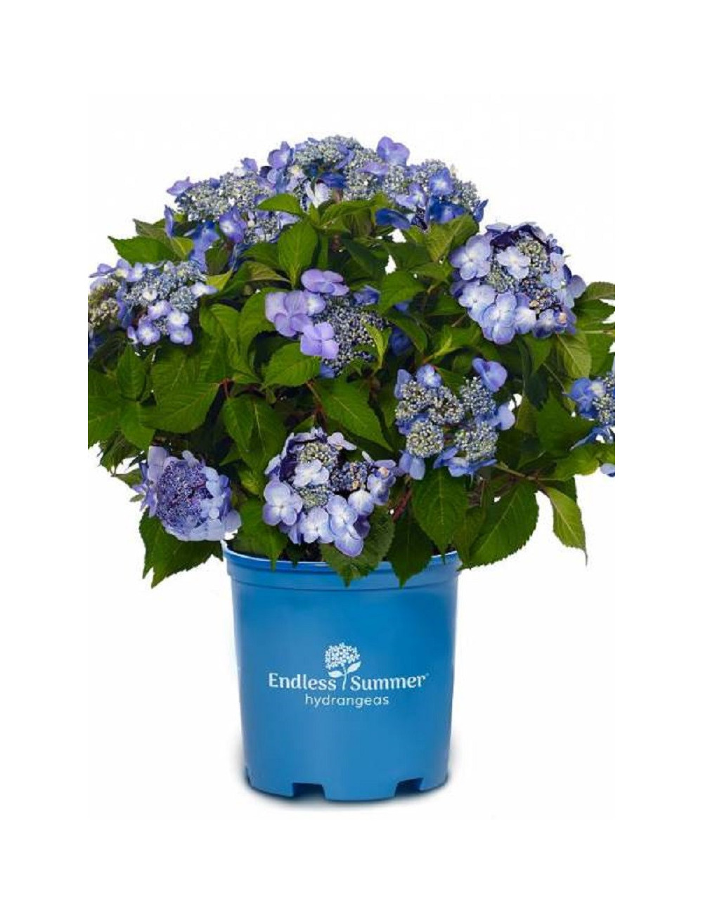 HYDRANGEA ENDLESS SUMMER TWIST-N-SHOUT BLEU®  (Hortensia)