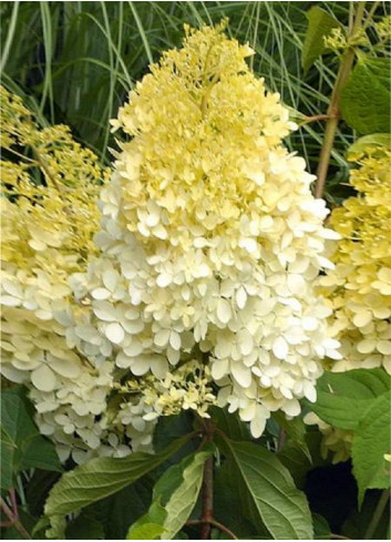 HYDRANGEA paniculata LIMELIGHT® (Hortensia paniculé)