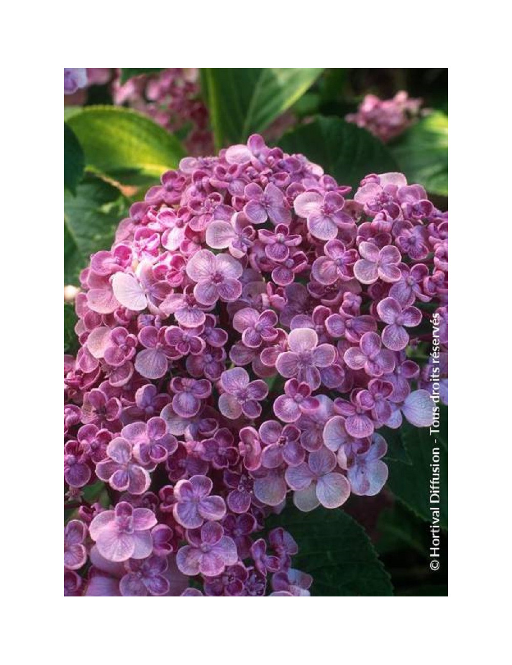 HYDRANGEA macrophylla 'AYESHA' (Hortensia)