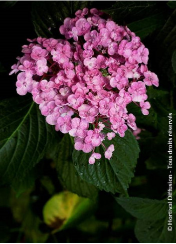 HYDRANGEA macrophylla 'AYESHA' (Hortensia)