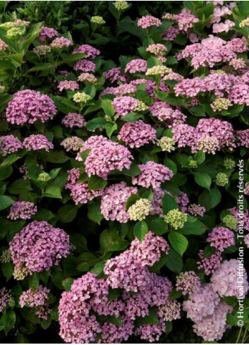 HYDRANGEA macrophylla 'AYESHA' (Hortensia)