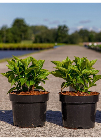 HORTENSIA En pot de 3-4-5 litres