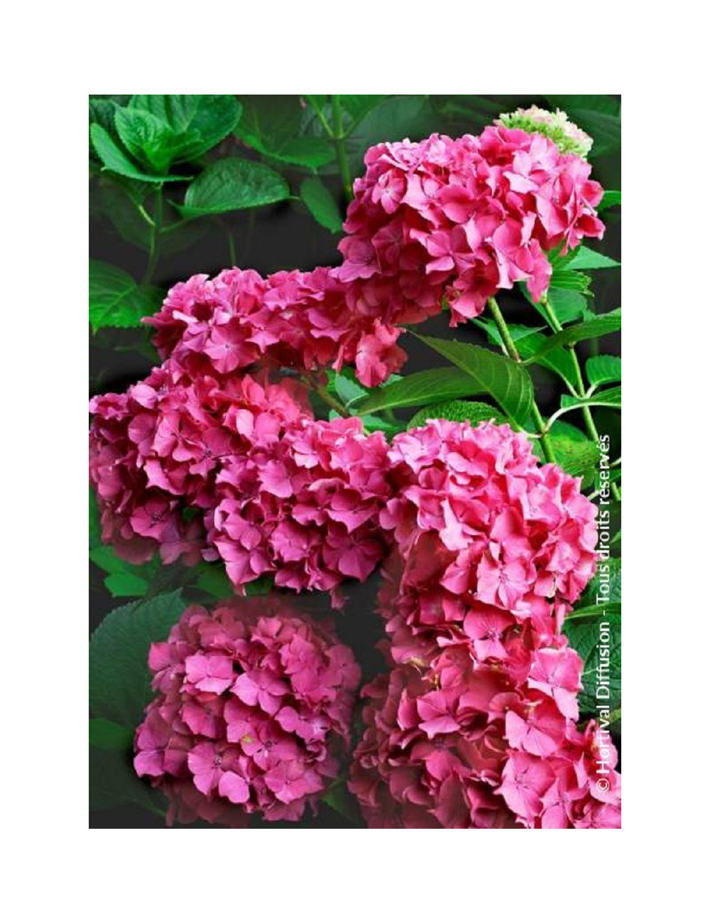 HYDRANGEA macrophylla 'CONSTELLATION' (Hortensia)