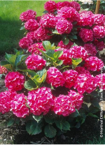 HYDRANGEA macrophylla 'CONSTELLATION' (Hortensia)