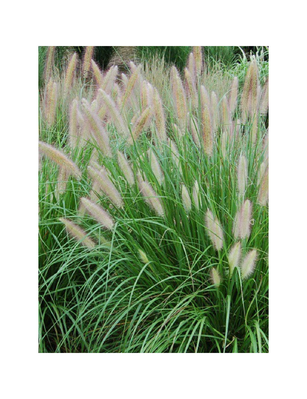 PENNISETUM alopecuroides 