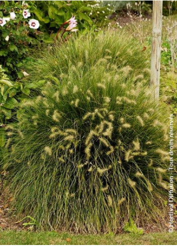 PENNISETUM alopecuroides 