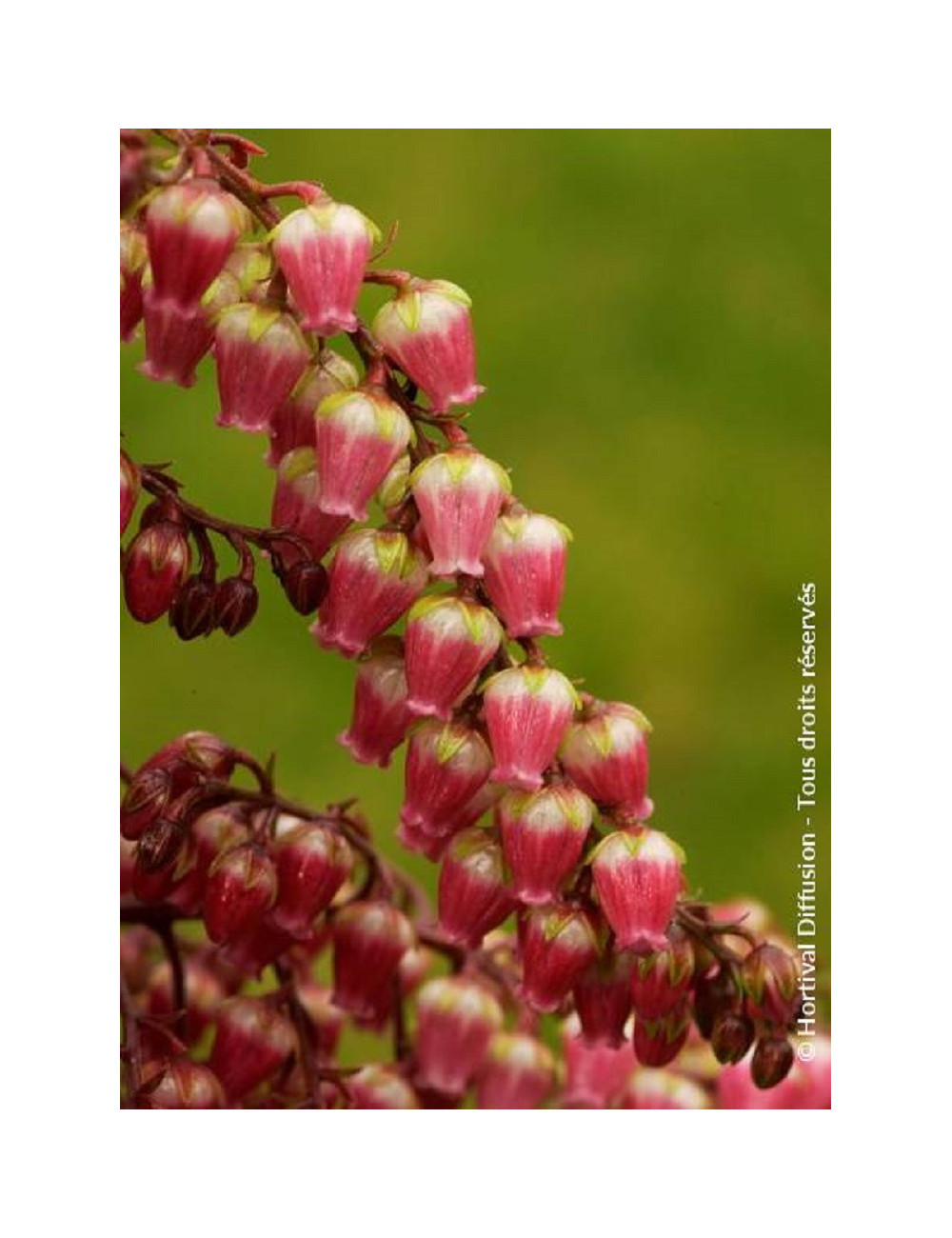 PIERIS japonica VALLEY VALENTINE 