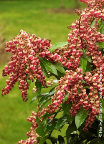 PIERIS japonica VALLEY VALENTINE 