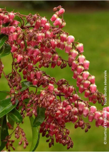 PIERIS japonica VALLEY VALENTINE 