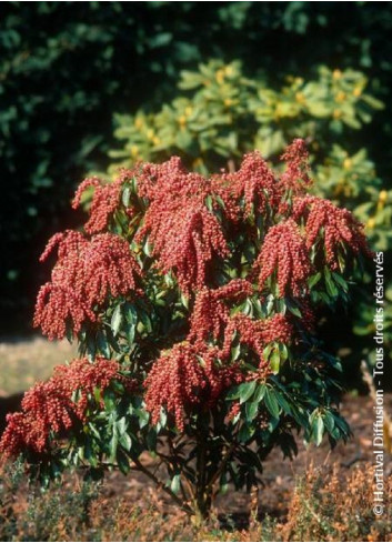 PIERIS japonica VALLEY VALENTINE 