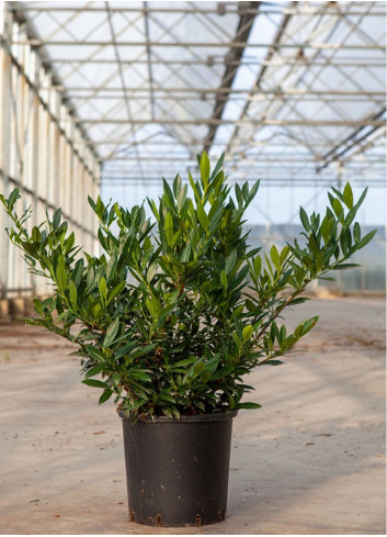 PRUNUS laurocerasus OTTO LUYKEN En pot de 15-20 litres forme buisson