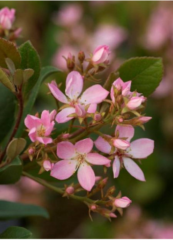  RHAPHIOLEPIS indica SPRINGTIME