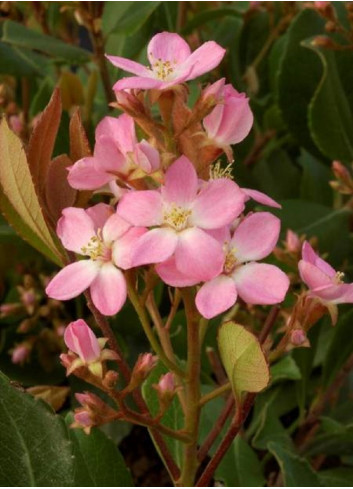  RHAPHIOLEPIS indica SPRINGTIME