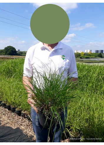 PENNISETUM alopecuroides HAMELN (Herbe aux écouvillons) En pot de 4-5 litres forme buisson