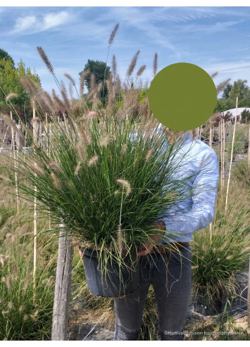 PENNISETUM alopecuroides HAMELN (Herbe aux écouvillons) En pot de 10-12 litres forme buisson