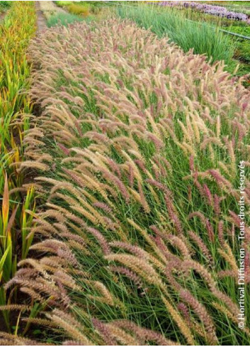 PENNISETUM orientale KARLEY ROSE cov (Herbe aux écouvillons)