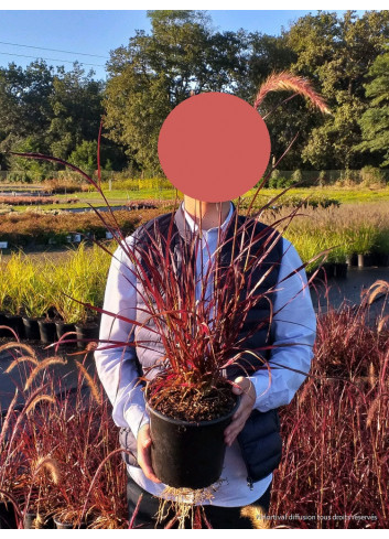 PENNISETUM setaceum RUBRUM (Herbe aux écouvillons) En pot de 4-5 litres forme buisson