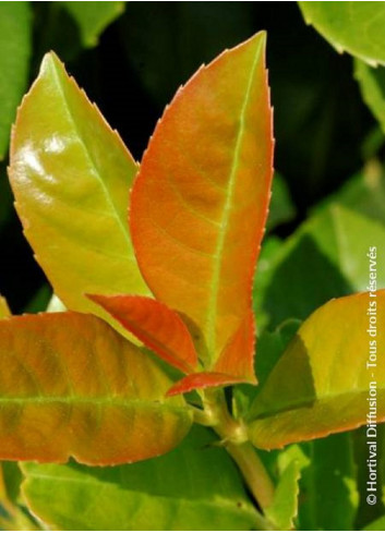 PRUNUS laurocerasus ETNA® (Laurier-cerise, Laurier-amande, Laurier palme)