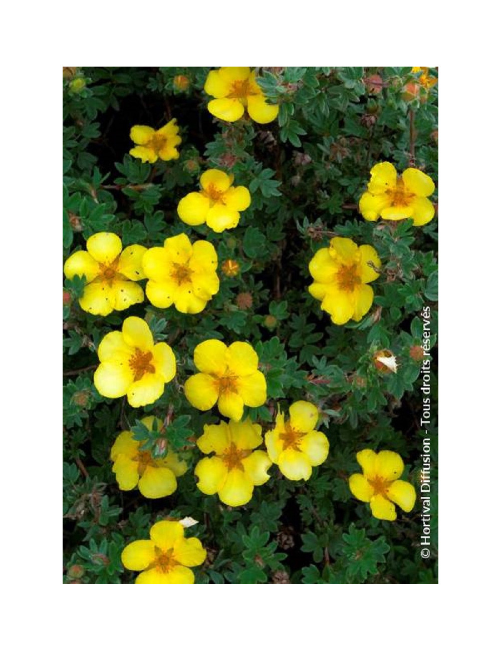 POTENTILLA fruticosa GOLDSTAR (Potentille)