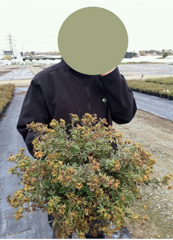 POTENTILLA fruticosa GOLDSTAR (Potentille) En pot de 4-5 litres forme buisson