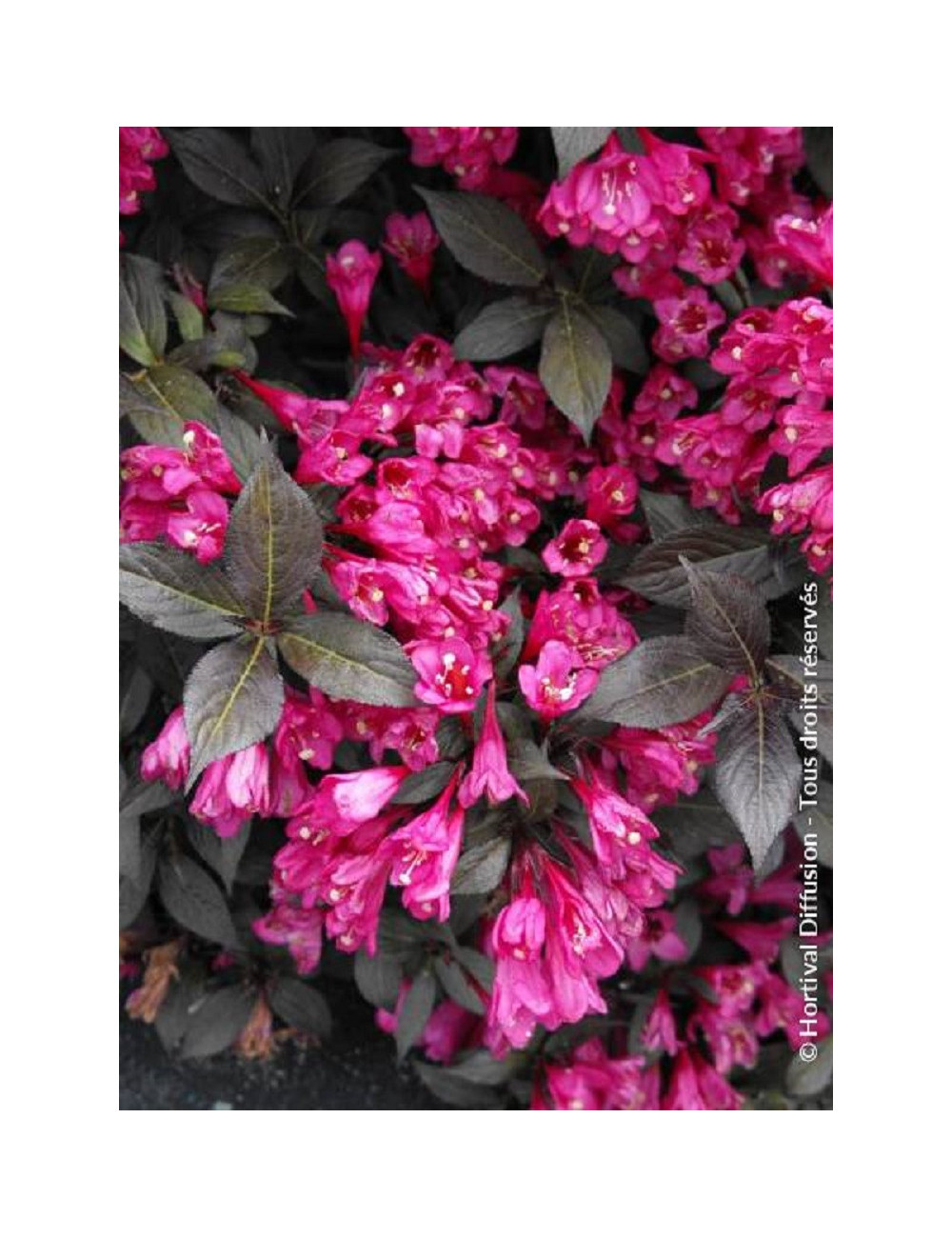 WEIGELA florida MINOR BLACK®