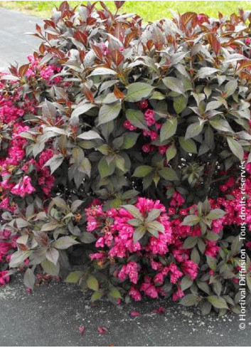 WEIGELA florida MINOR BLACK®