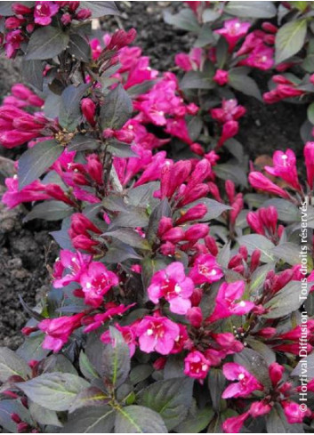 WEIGELA florida MINOR BLACK®