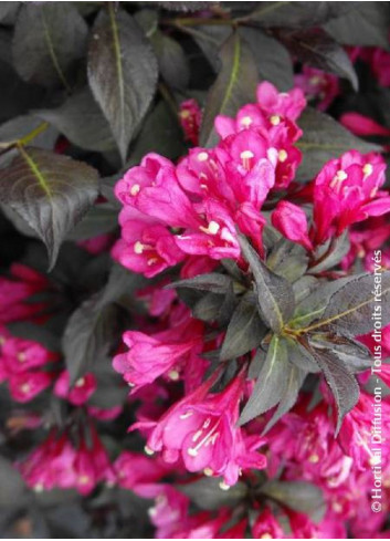 WEIGELA florida MINOR BLACK®