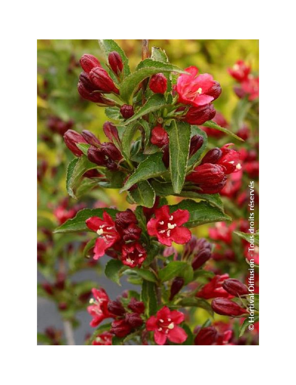 WEIGELA NAIN ROUGE®