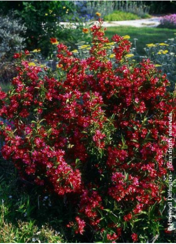 WEIGELA NAIN ROUGE®