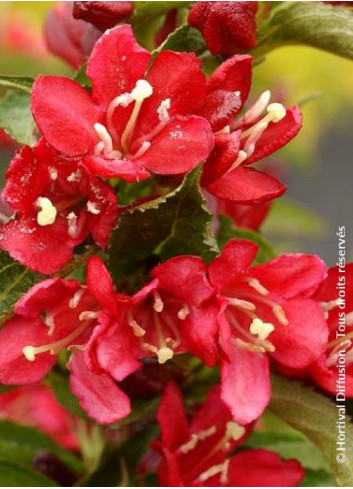 WEIGELA NAIN ROUGE®