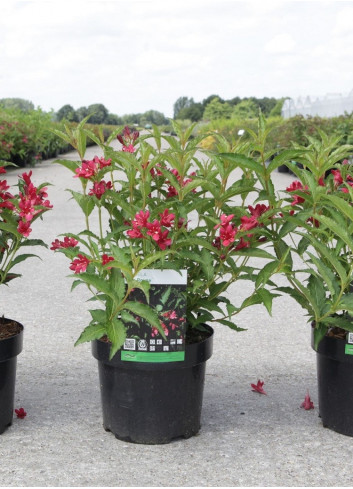 WEIGELA NAIN ROUGE® En pot de 4-5 litres forme buisson