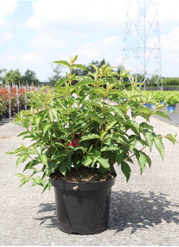 WEIGELA NAIN ROUGE® En pot de 10-12 litres forme buisson extra