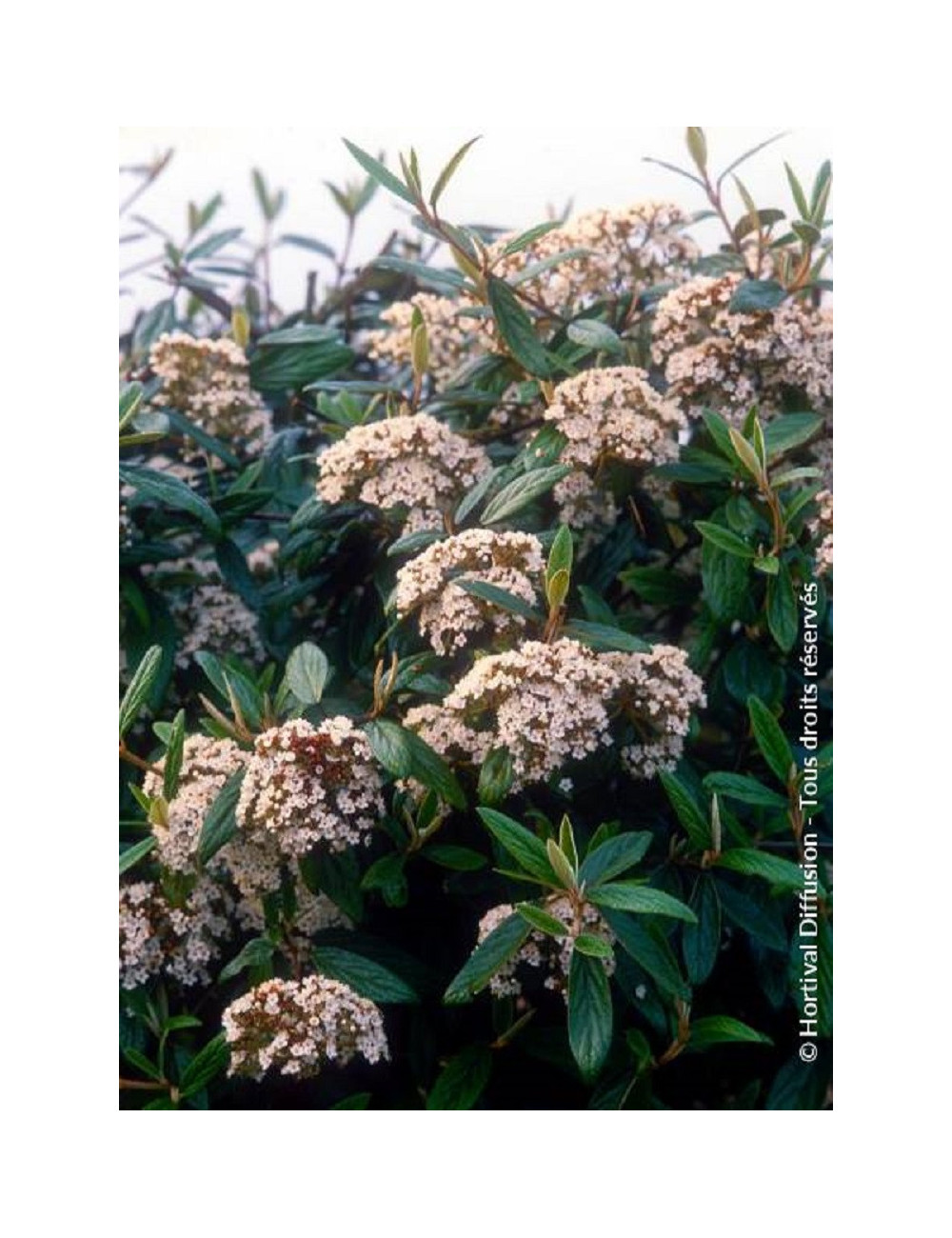 VIBURNUM pragense (Viorne de Prague)2