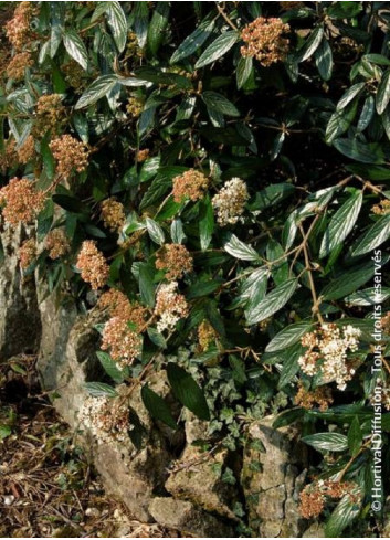 VIBURNUM pragense (Viorne de Prague)