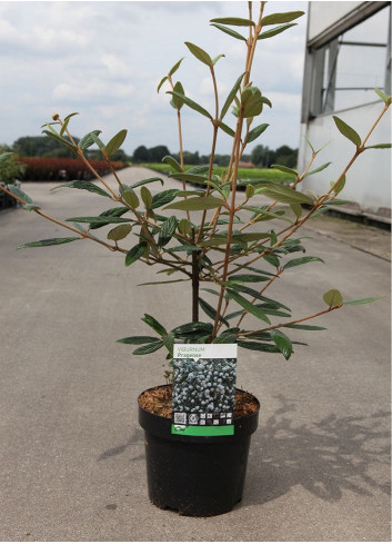 VIBURNUM pragense (Viorne de Prague) En pot de 4-5 litres forme buisson hauteur 040-060 cm