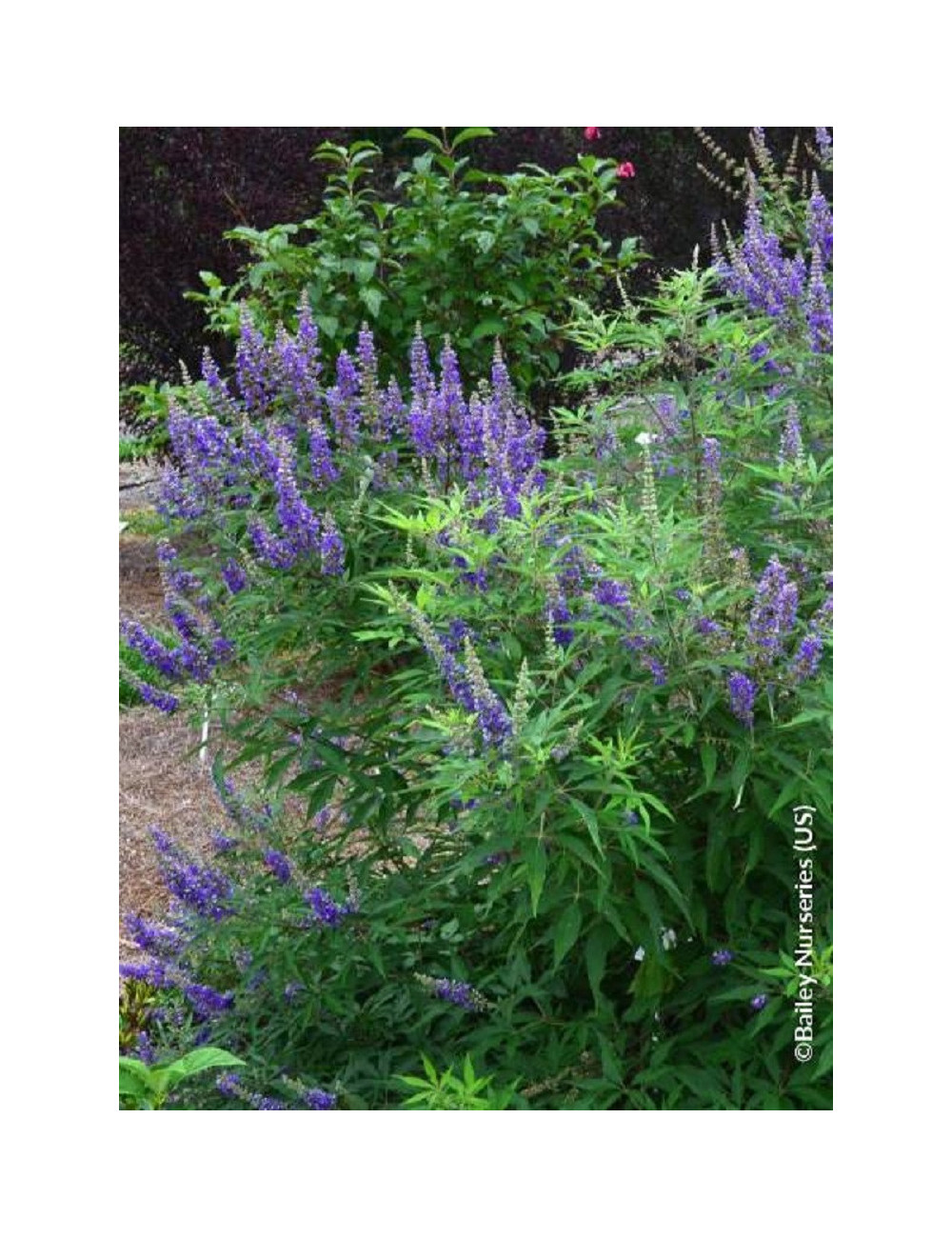 VITEX agnus-castus FIRST EDITIONS ® BLUE DELTA BLUES ® (Gattilier, arbre au poivre)