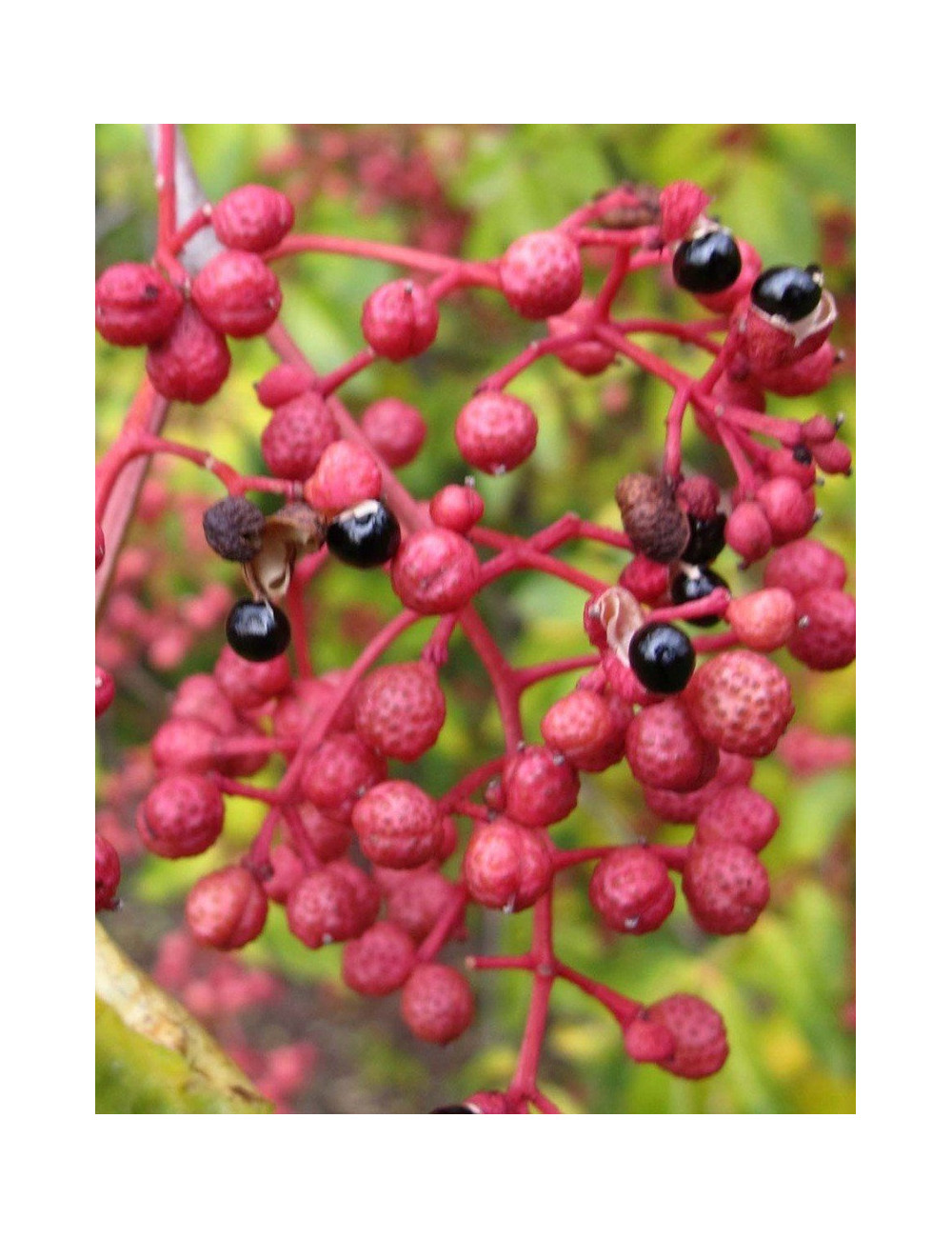 ZANTHOXYLUM simulans (Poivrier du Sichuan)