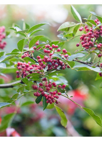 ZANTHOXYLUM simulans (Poivrier du Sichuan)