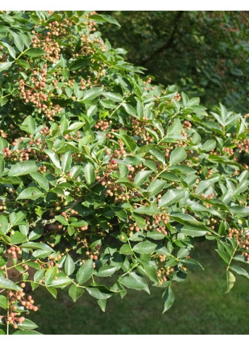 ZANTHOXYLUM simulans (Poivrier du Sichuan)