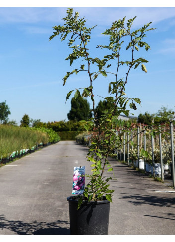 ZANTHOXYLUM simulans (Poivrier du Sichuan) En pot de 15-20 litres forme buisson hauteur 100-125 cm