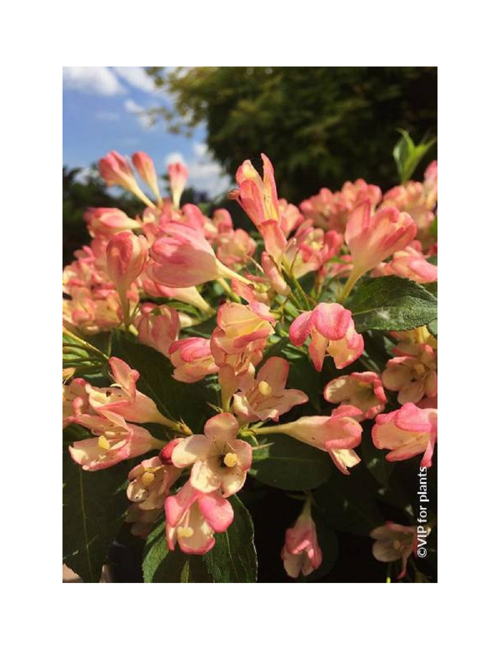 WEIGELA ALL SUMMER PEACH® (Weigelia)