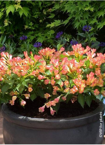 WEIGELA ALL SUMMER PEACH® (Weigelia)