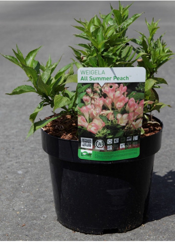 WEIGELA ALL SUMMER PEACH® (Weigelia) En pot de 4-5 litres forme buisson