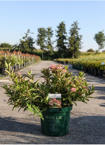 WEIGELA ALL SUMMER PEACH® (Weigelia) En pot de 10-12 litres forme buisson