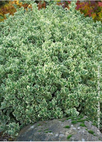 EUONYMUS japonicus PRESIDENT GAUTHIER (Fusain du Japon Président Gauthier)