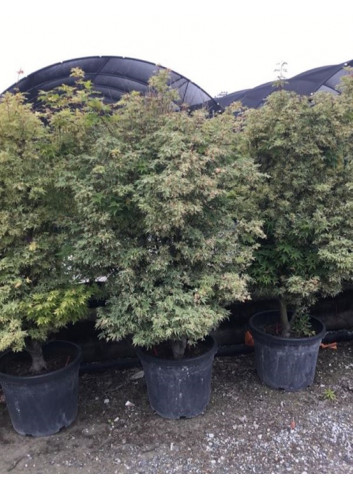 ACER palmatum BUTTERFLY En pot de 50-70 litres